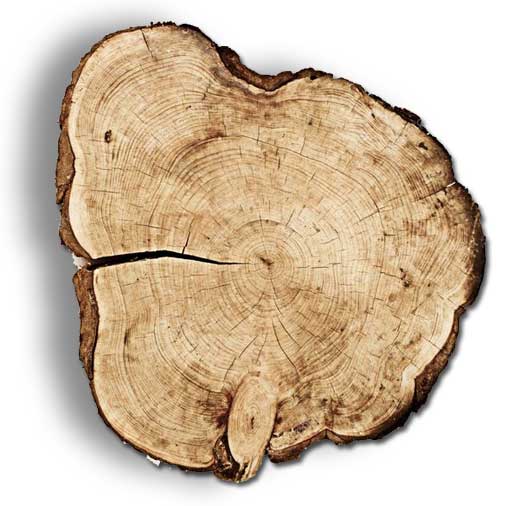 Souche de bois